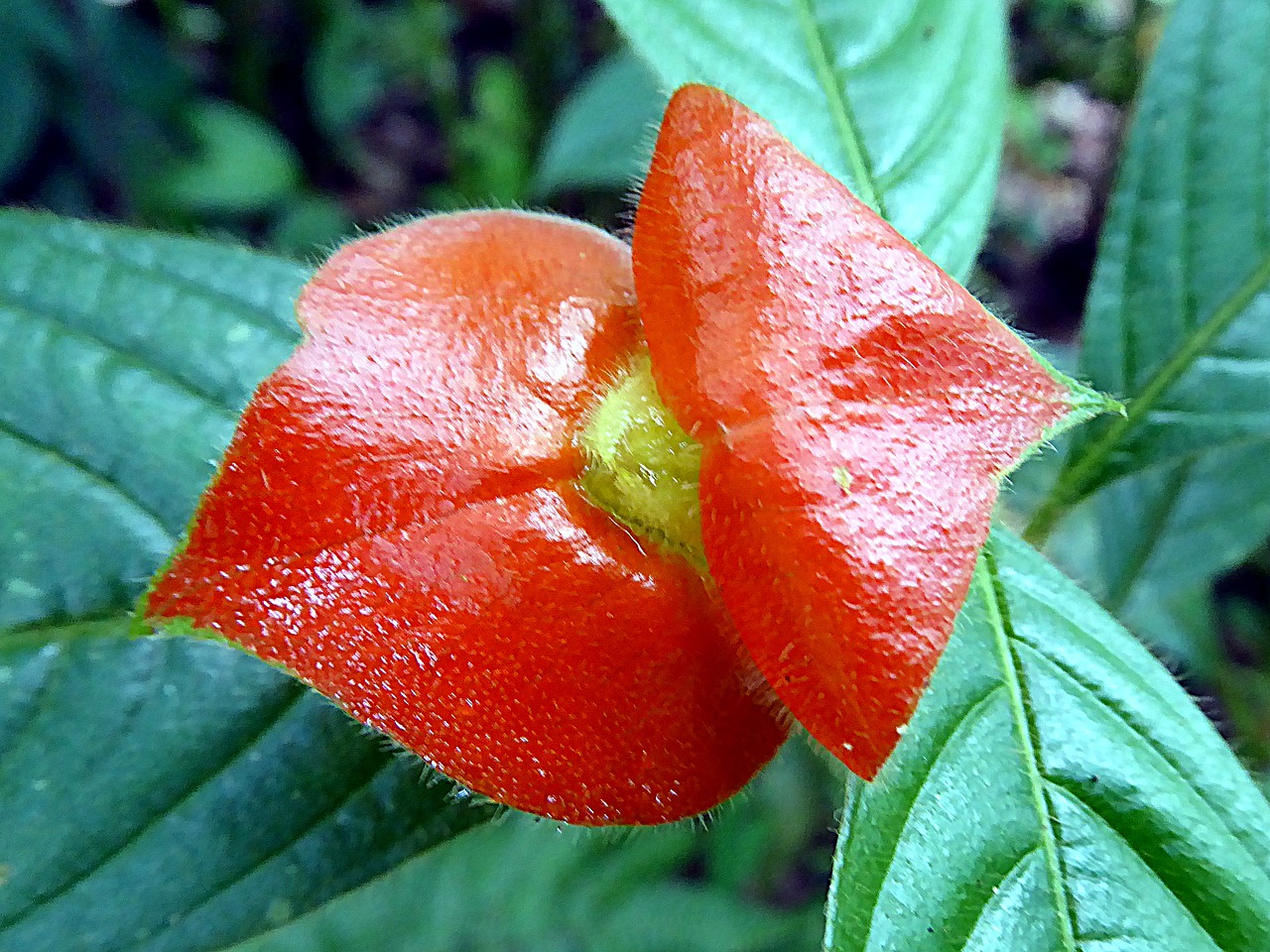 flower psychotria red lips free photo