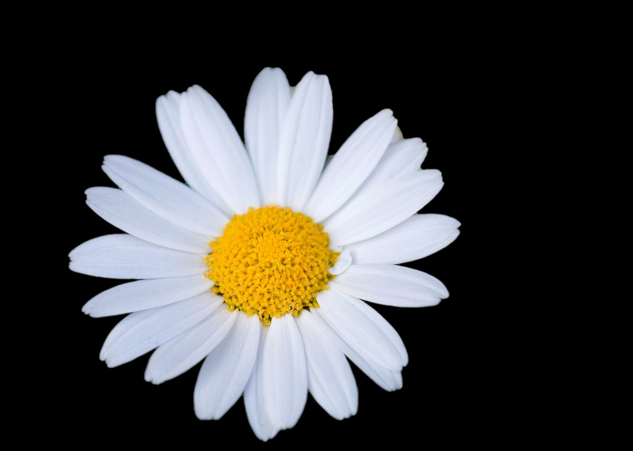 flower daisy white free photo