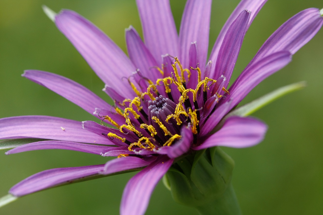 flower purple macro free photo