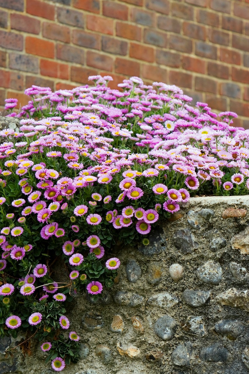 flower flowers violet free photo