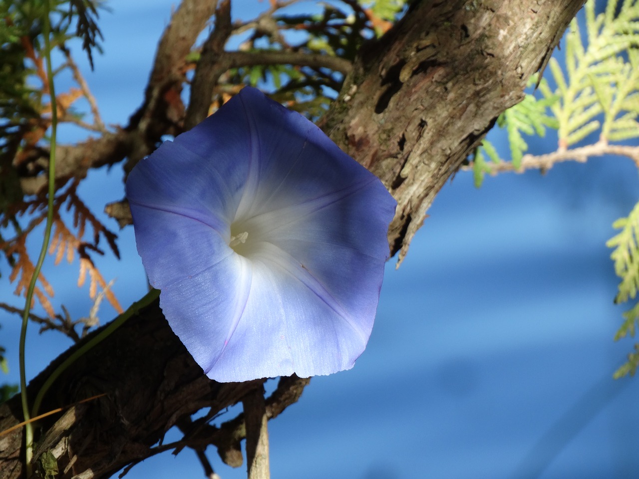 flower blue plant free photo