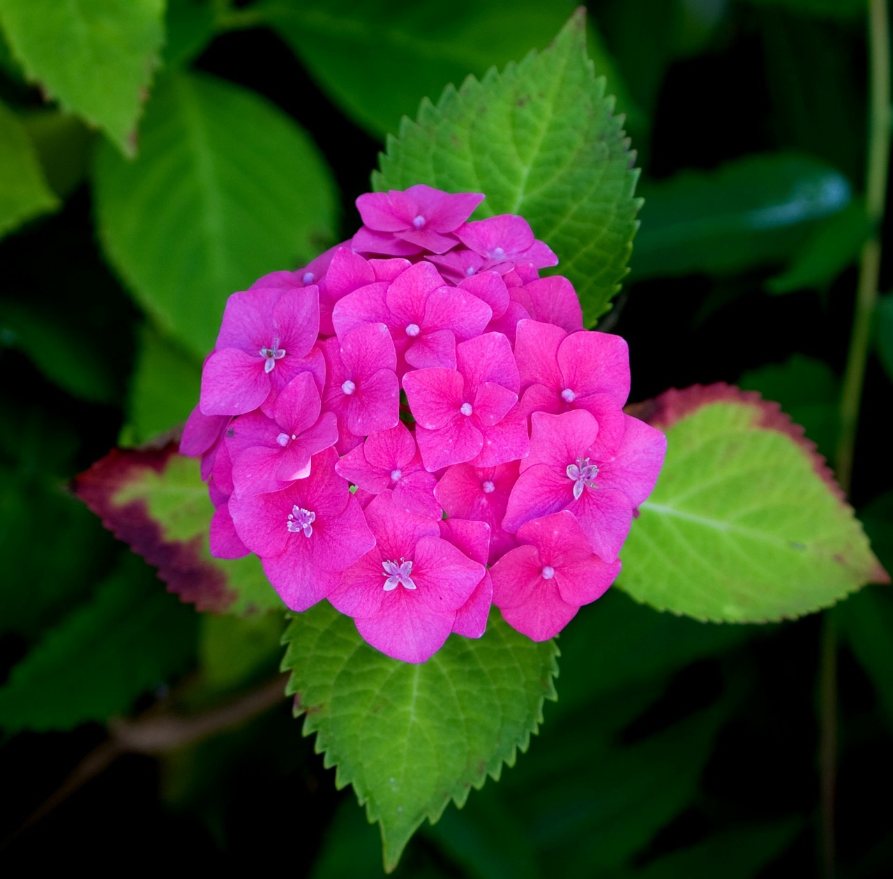 flower hydrangea pink free photo