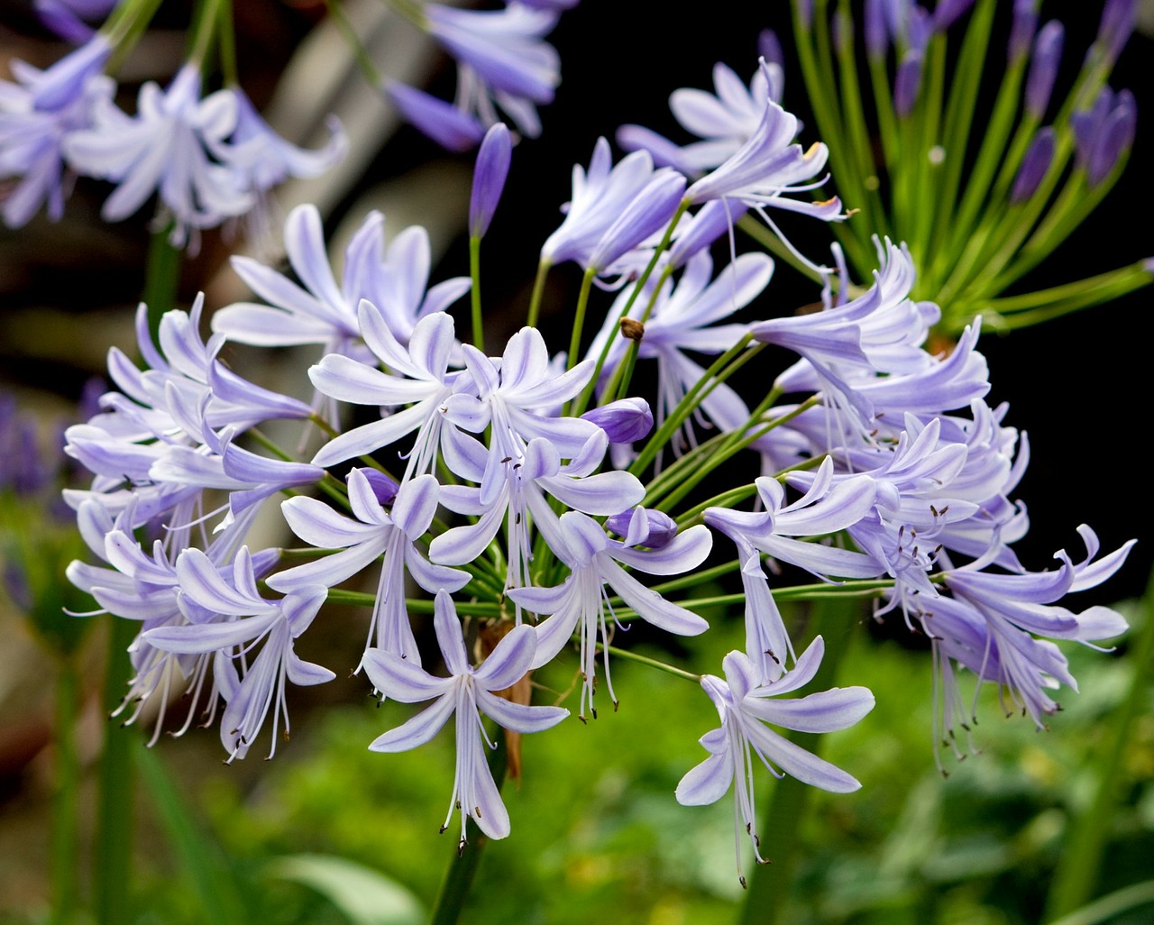 flower flowers blue free photo