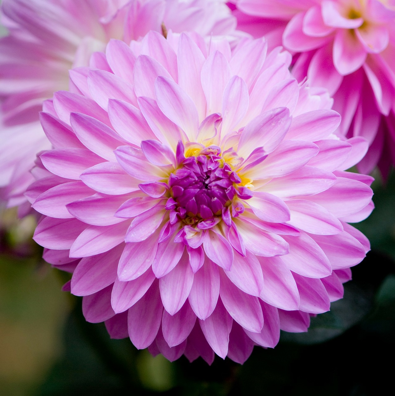 flower dahlia pink free photo