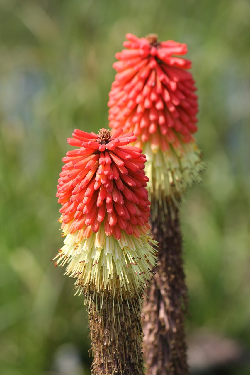 flower flowers red hot poker free photo