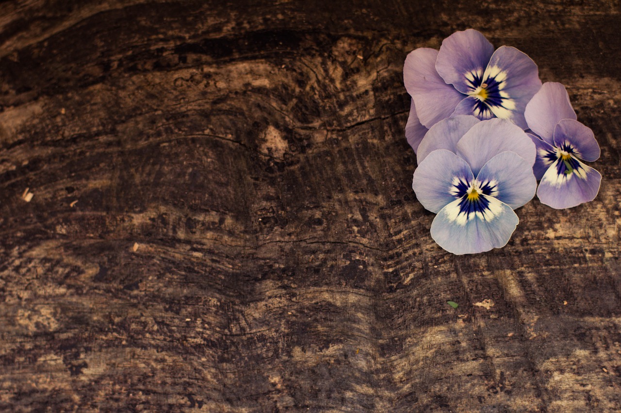 flower wood still life free photo