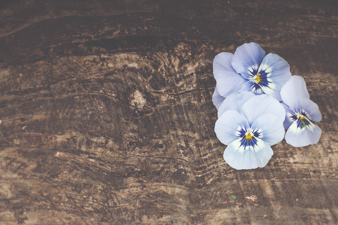 flower wood still life free photo