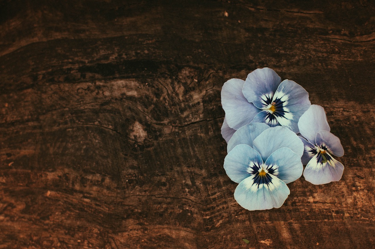 flower wood still life free photo