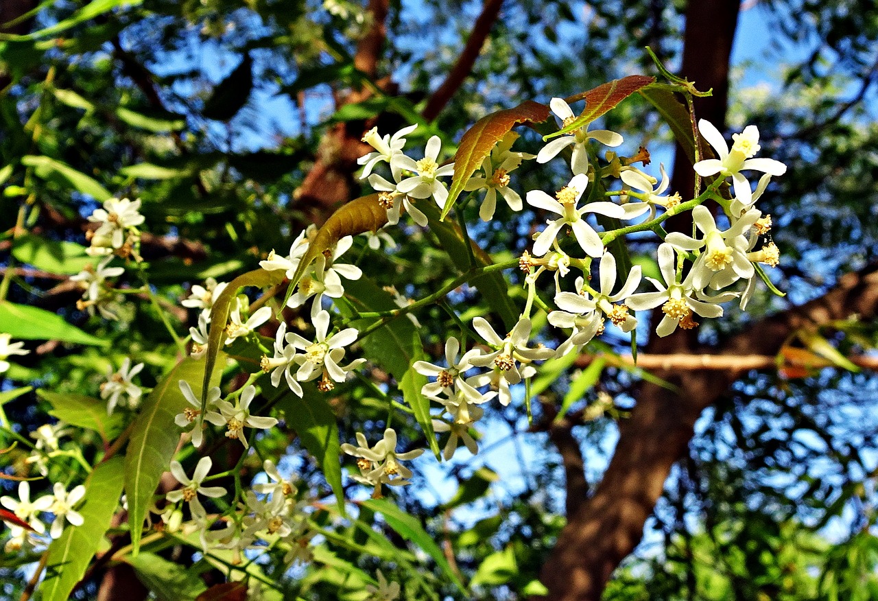 flower neem azadirachta indica free photo