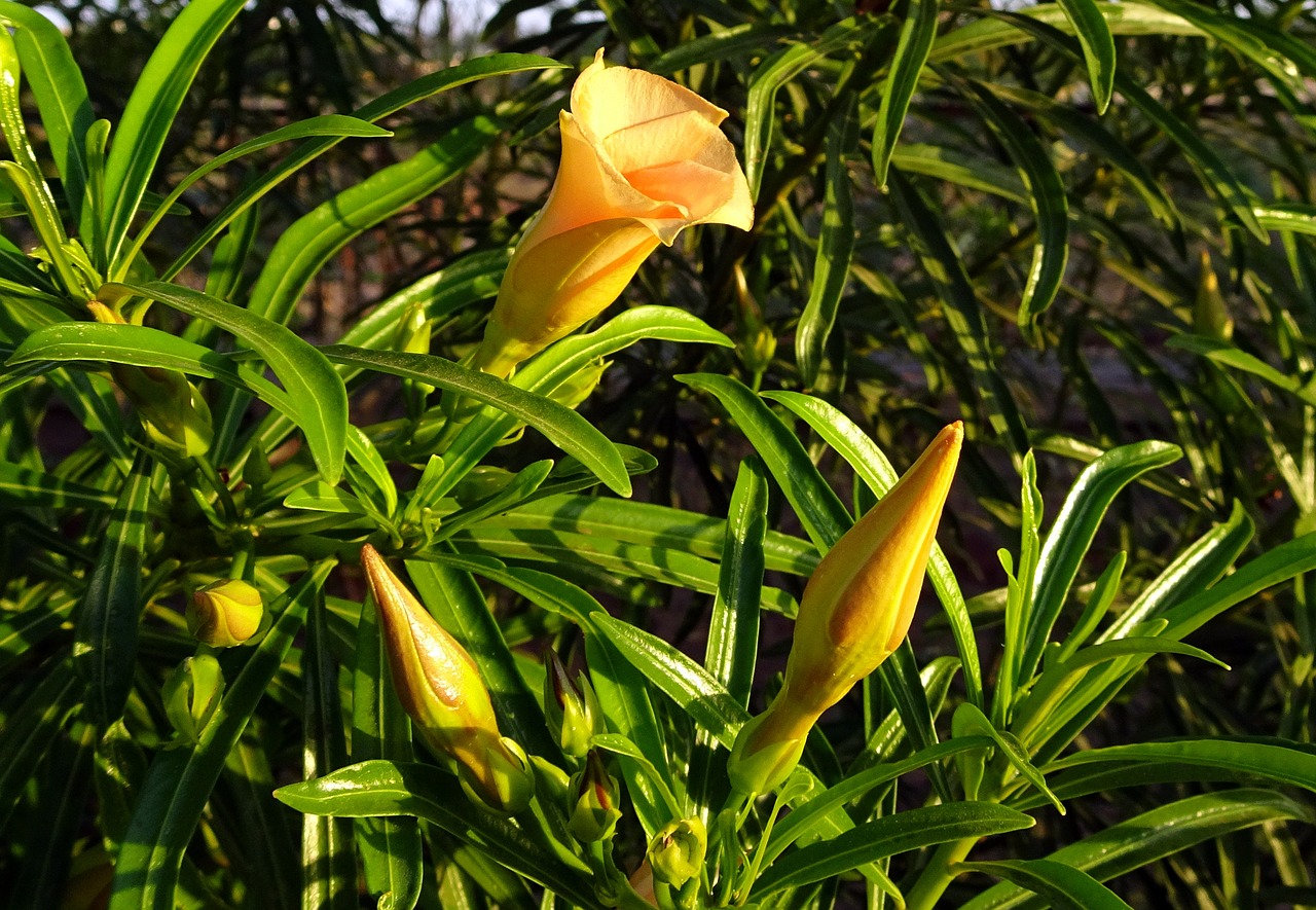 flower oleander peach free photo