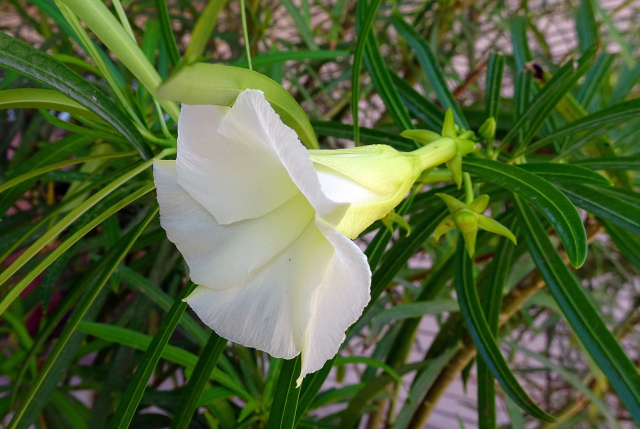 flower oleander flora free photo