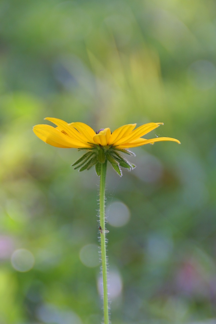 flower yellow black eyed susan free photo