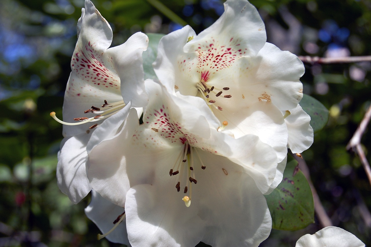 flower white white flower free photo