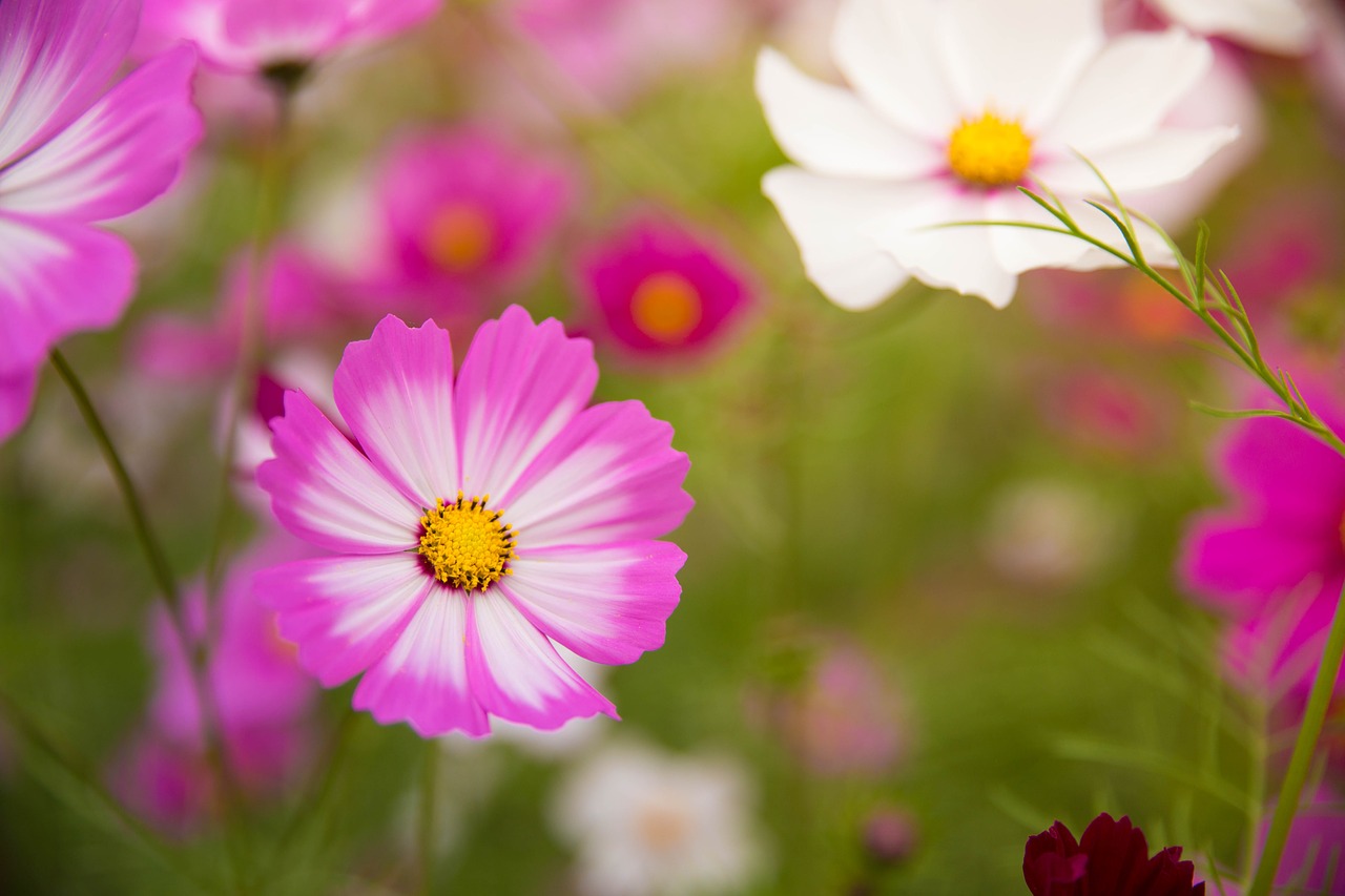 flower bloom landscape free photo