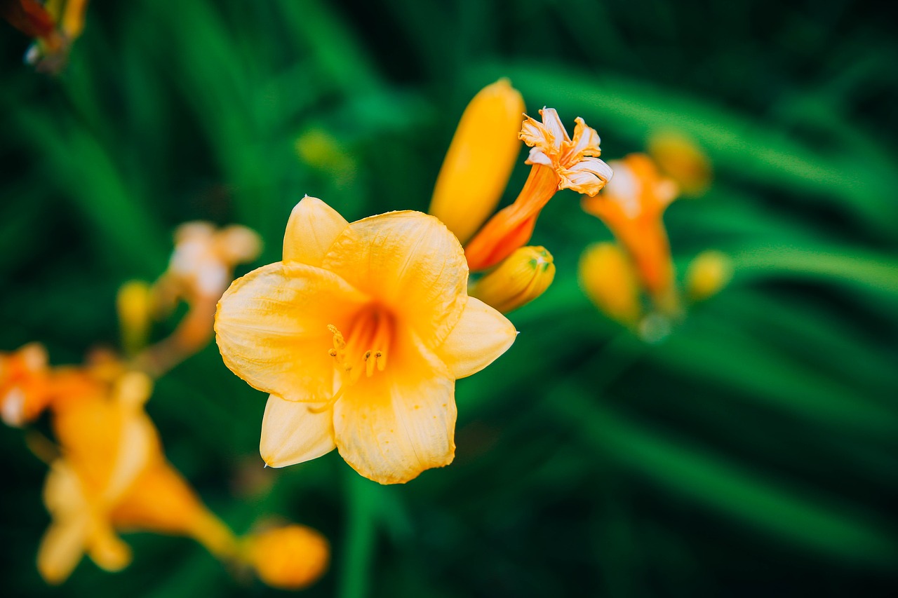 flower bloom landscape free photo