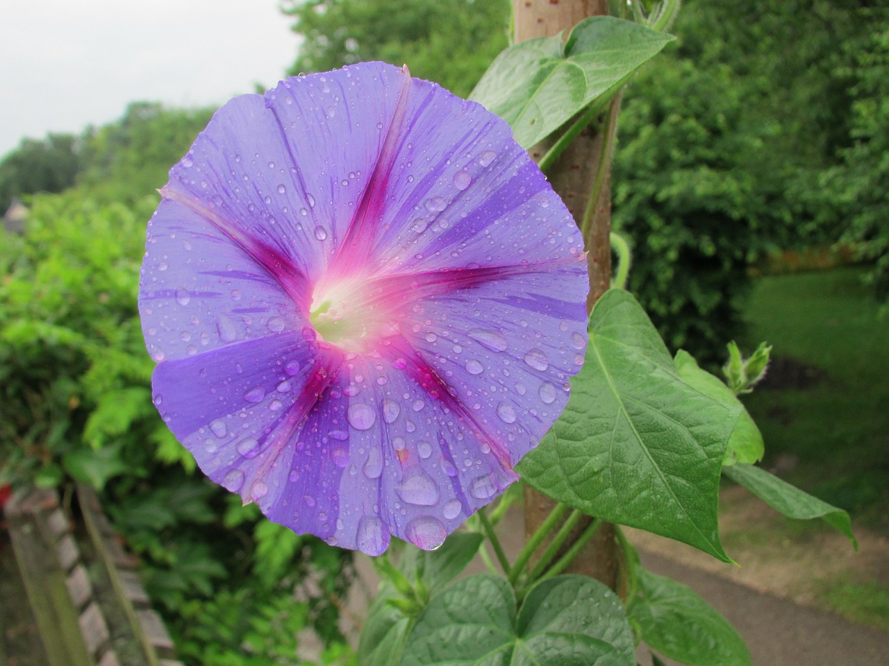 flower blossom bloom free photo