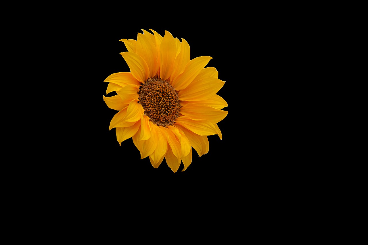 flower sunflower flora free photo