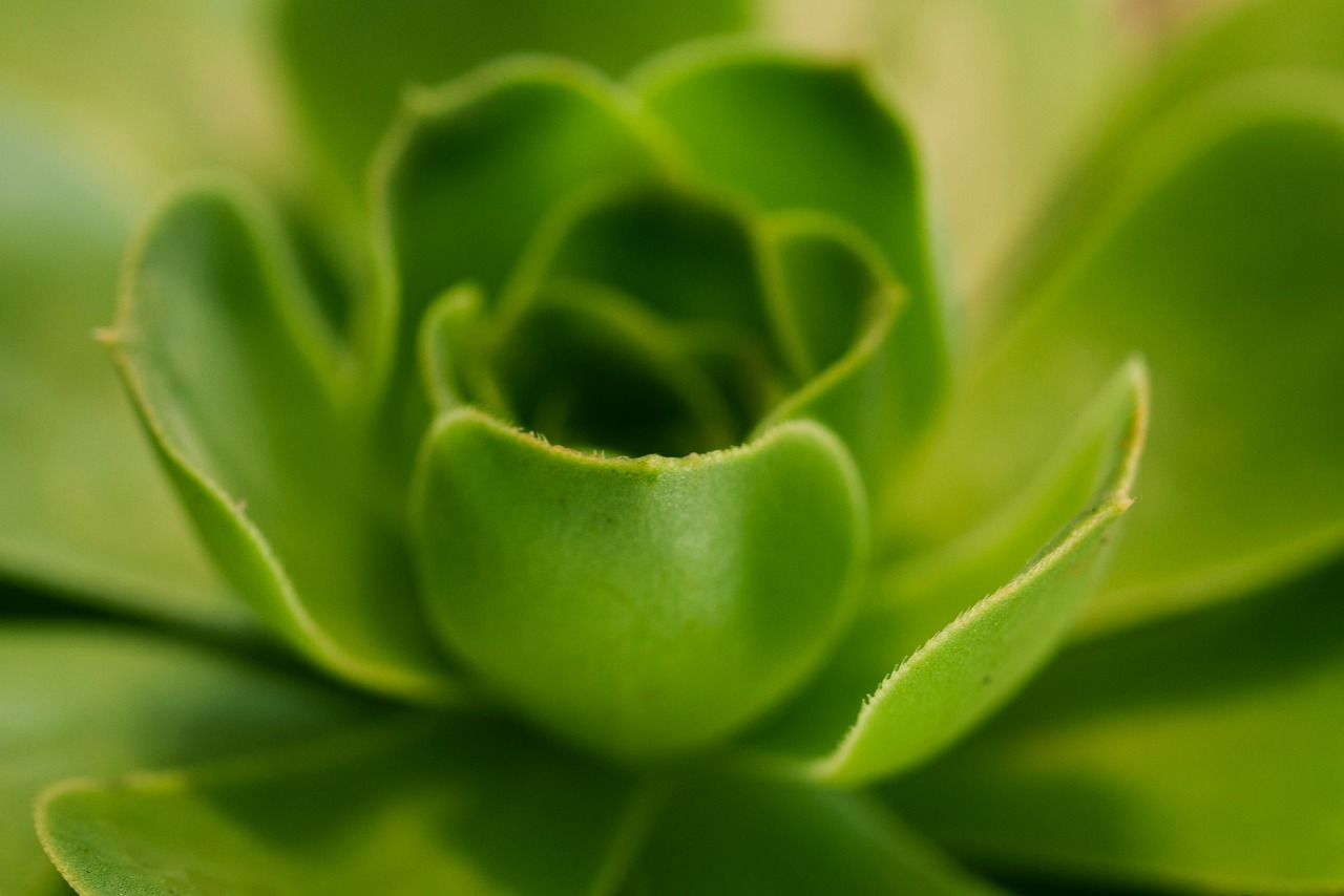 flower plant green free photo