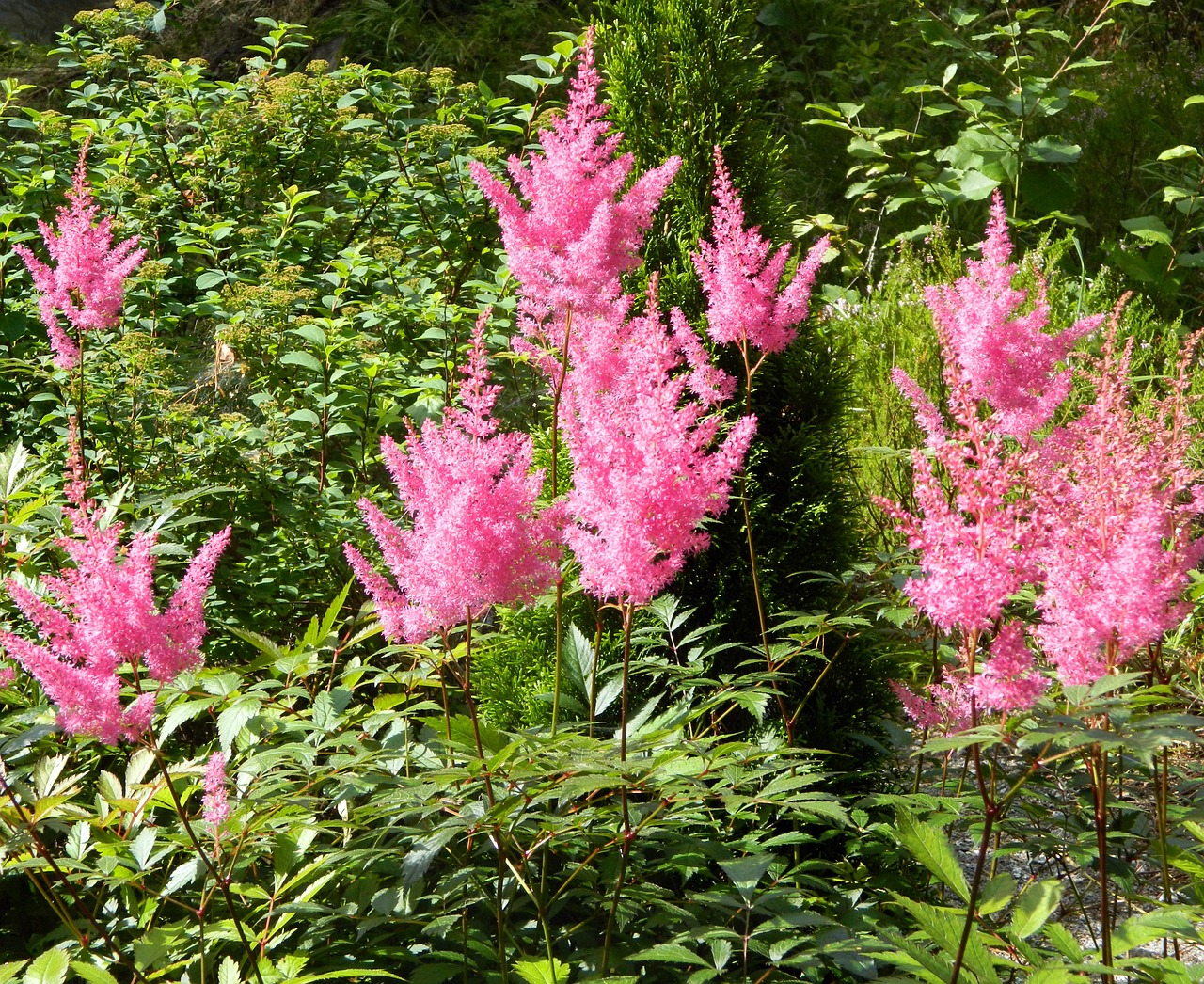 flower plant pink free photo