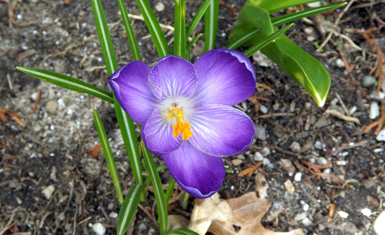 flower krokus one free photo