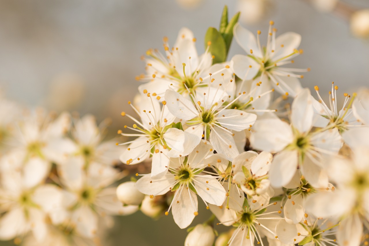 flower flowers plum free photo