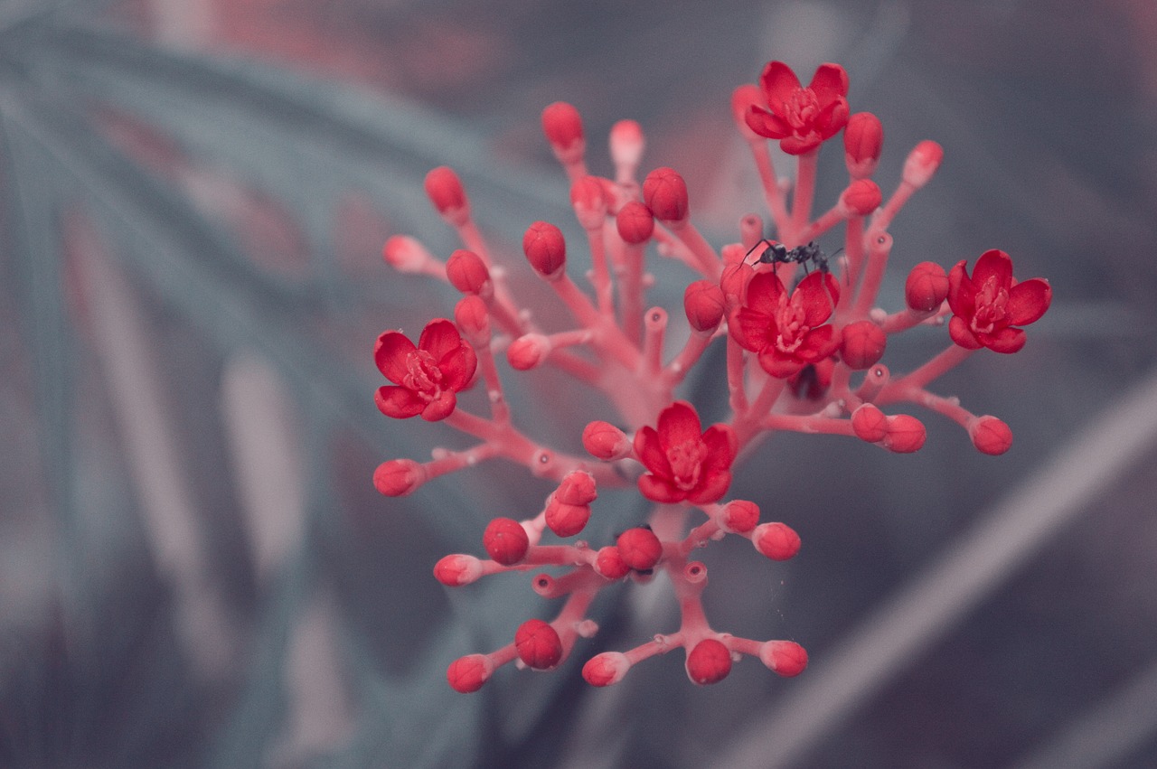 flower red bee free photo