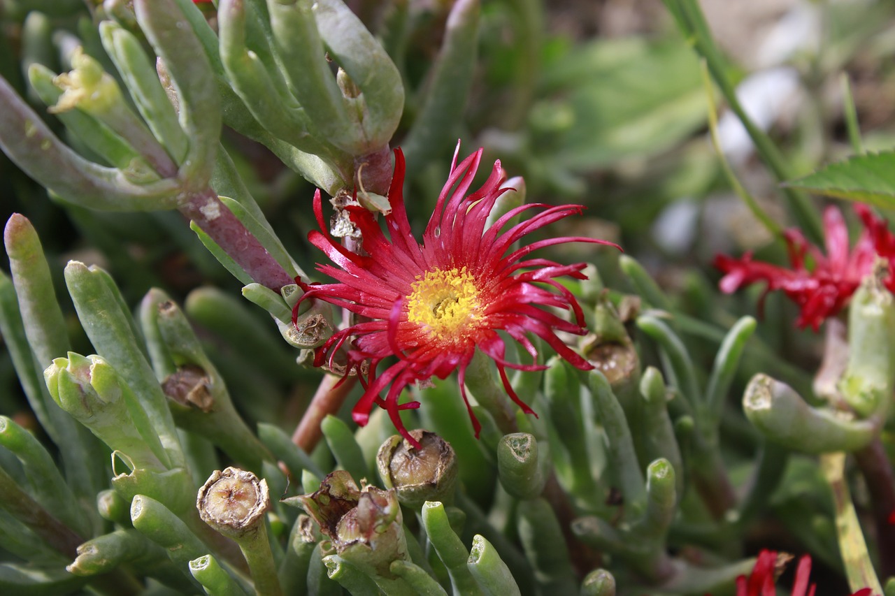 flower ecuador half of the world free photo