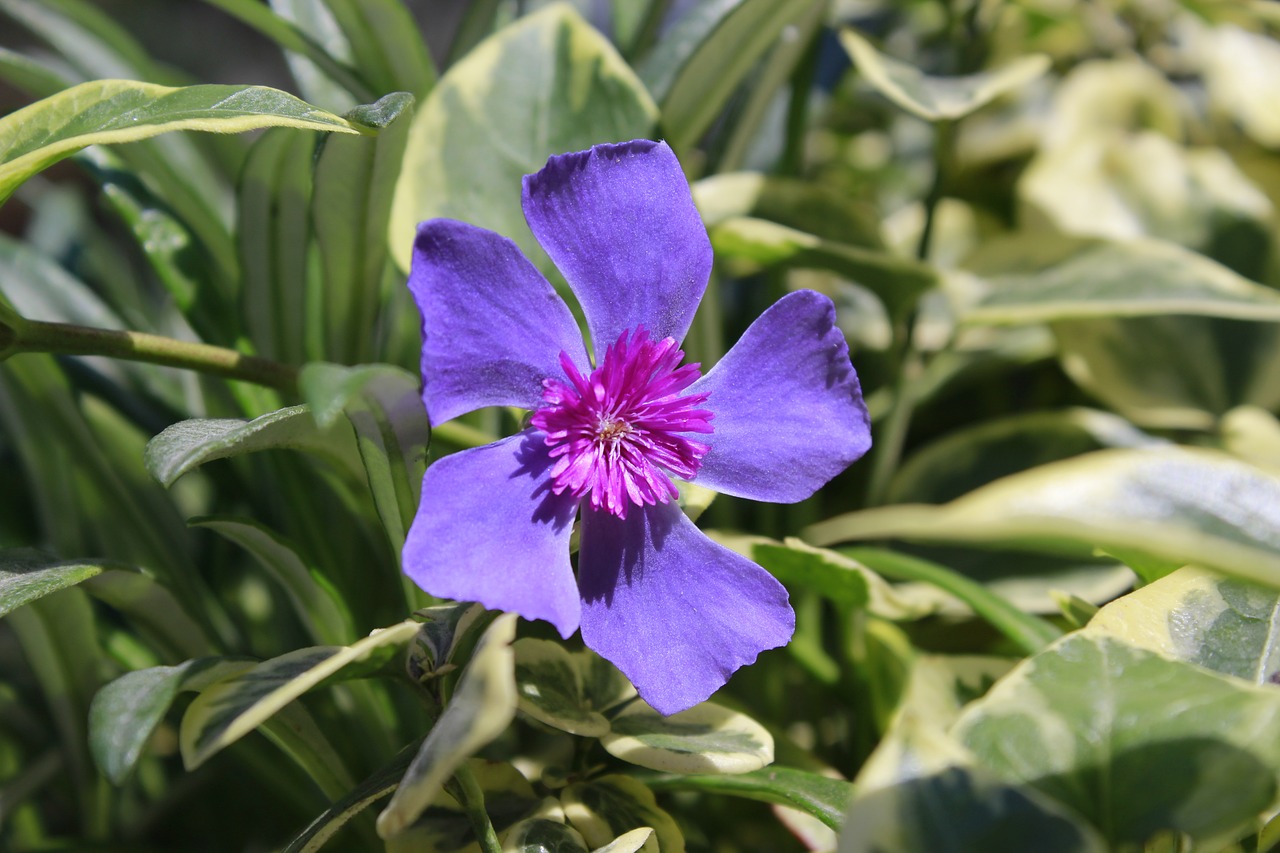 flower violet flowers free photo