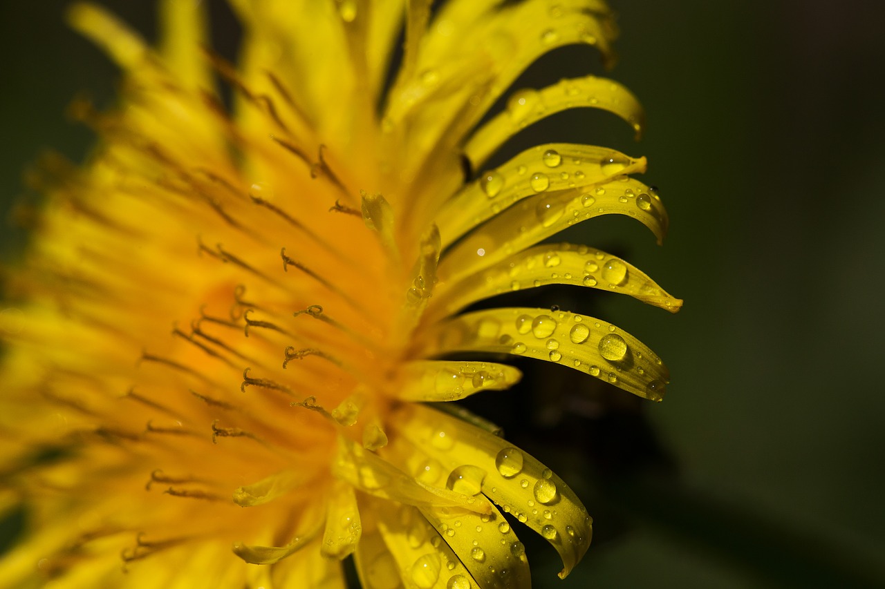 flower drip macro free photo