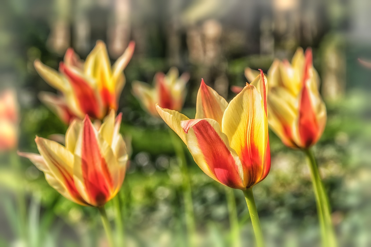 flower tulip spring free photo