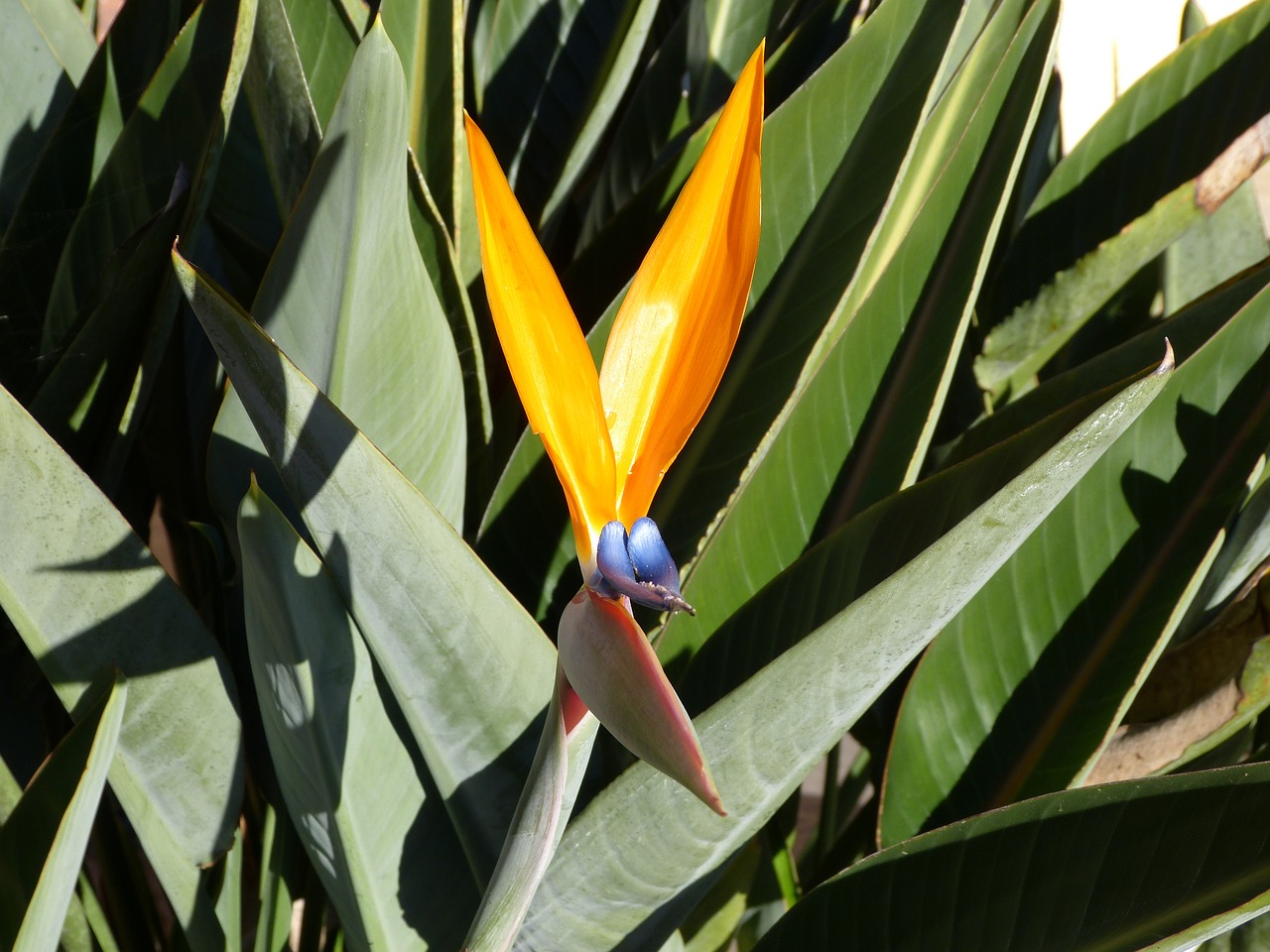 flower leaves plant free photo