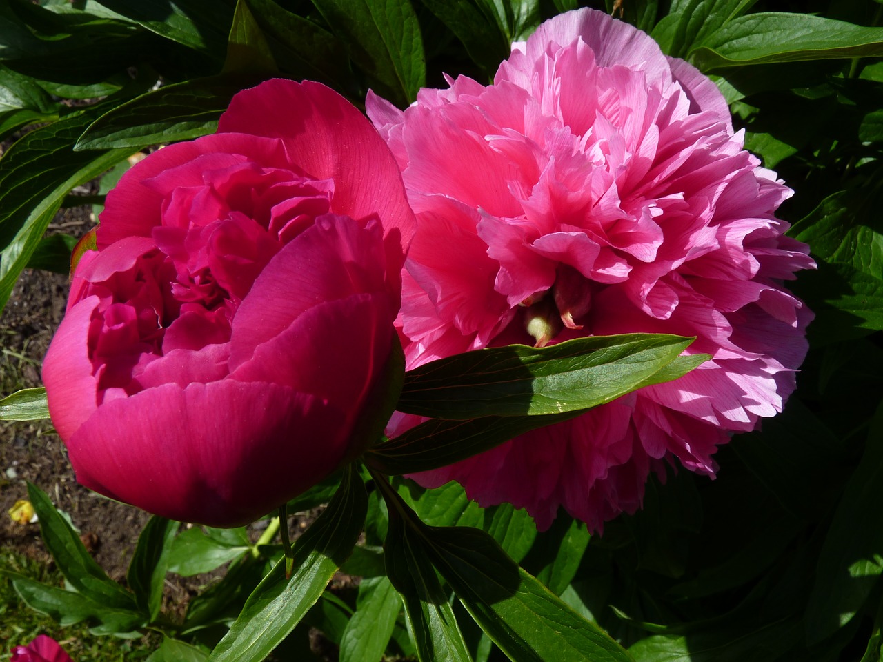 flower nature peony free photo