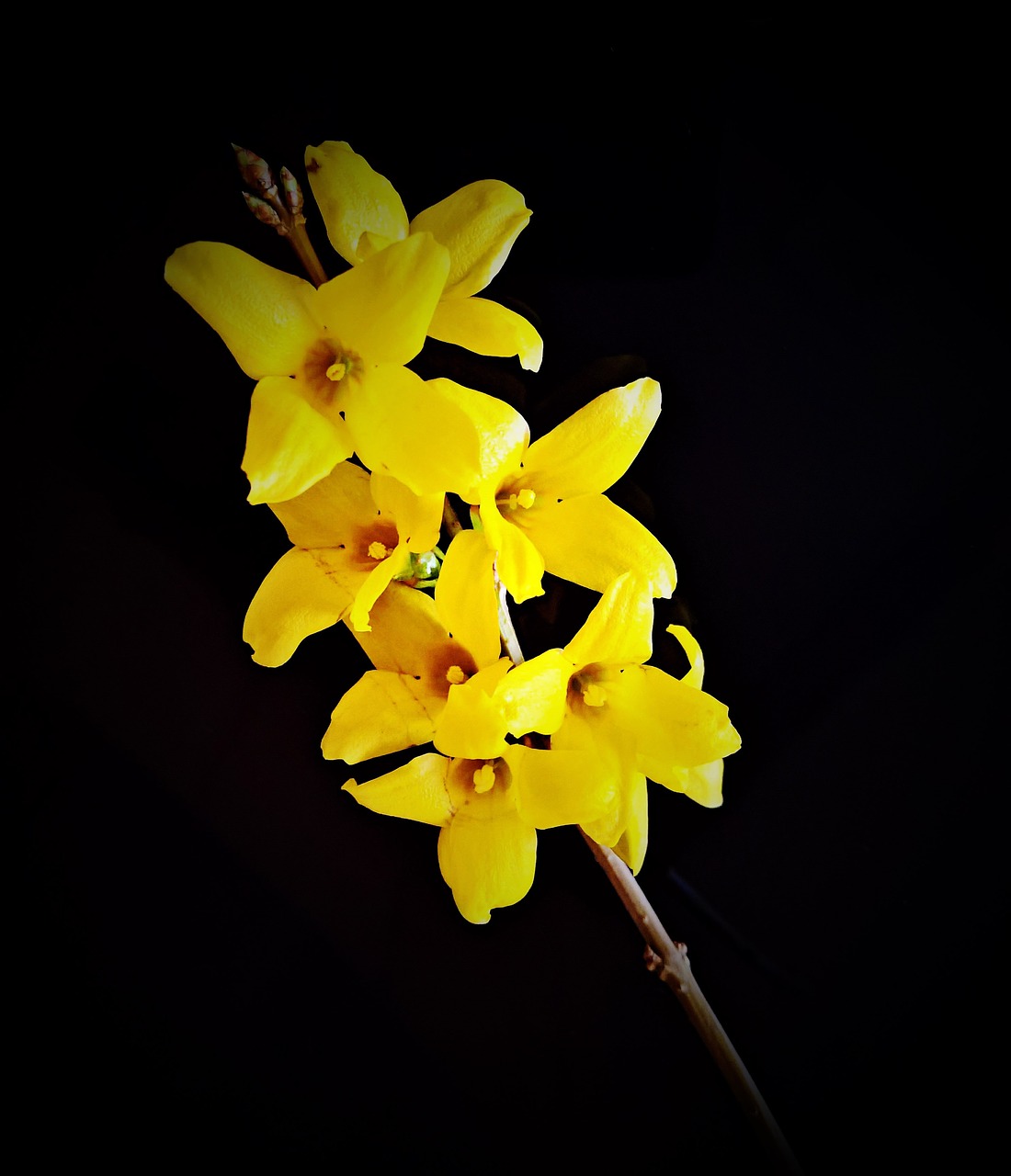 flower forsythia flowers free photo