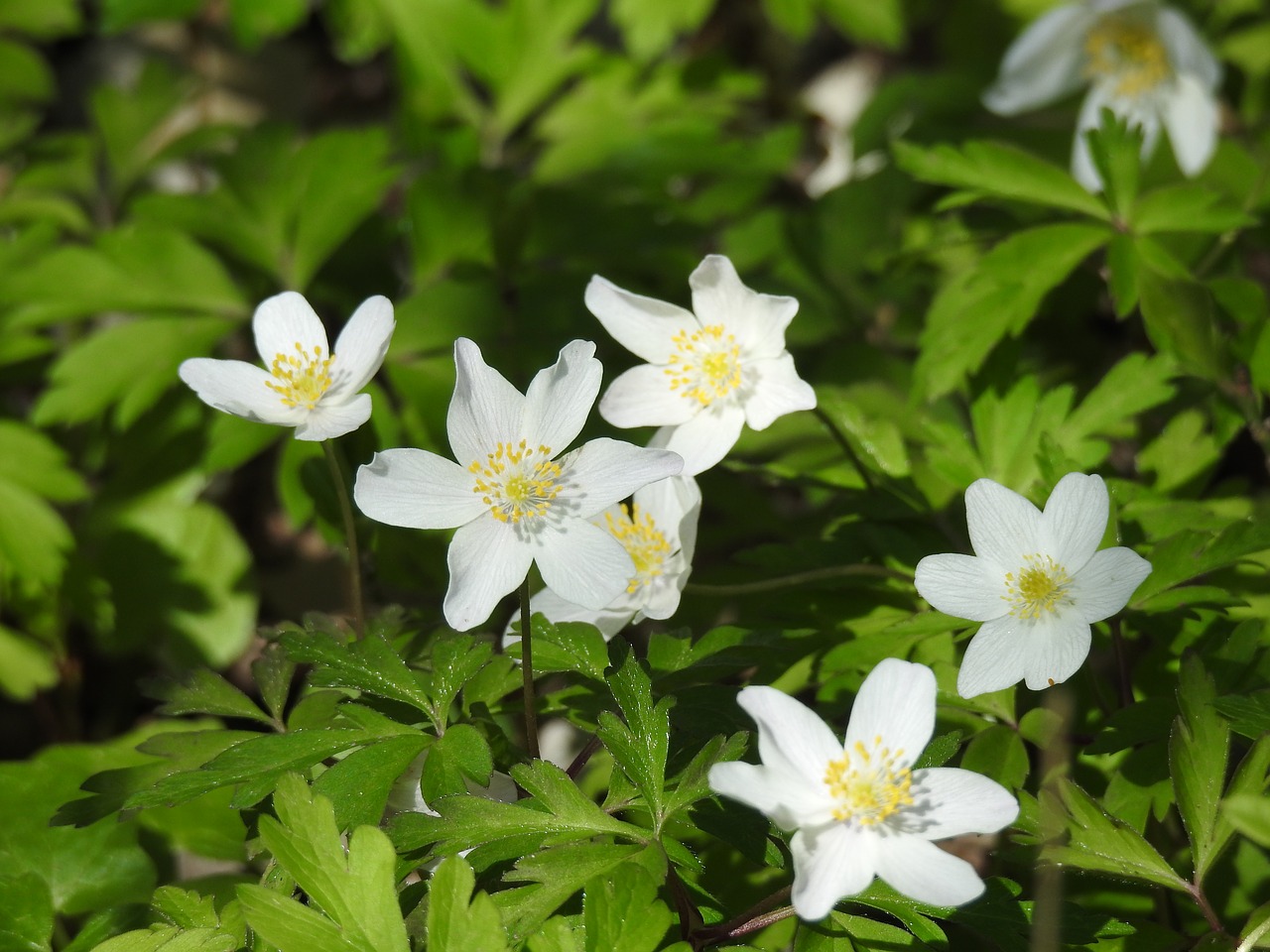 flower white nature free photo