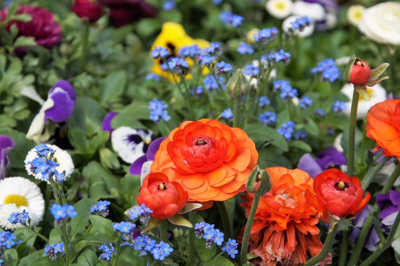 flower asian cock foot ranunculus free photo