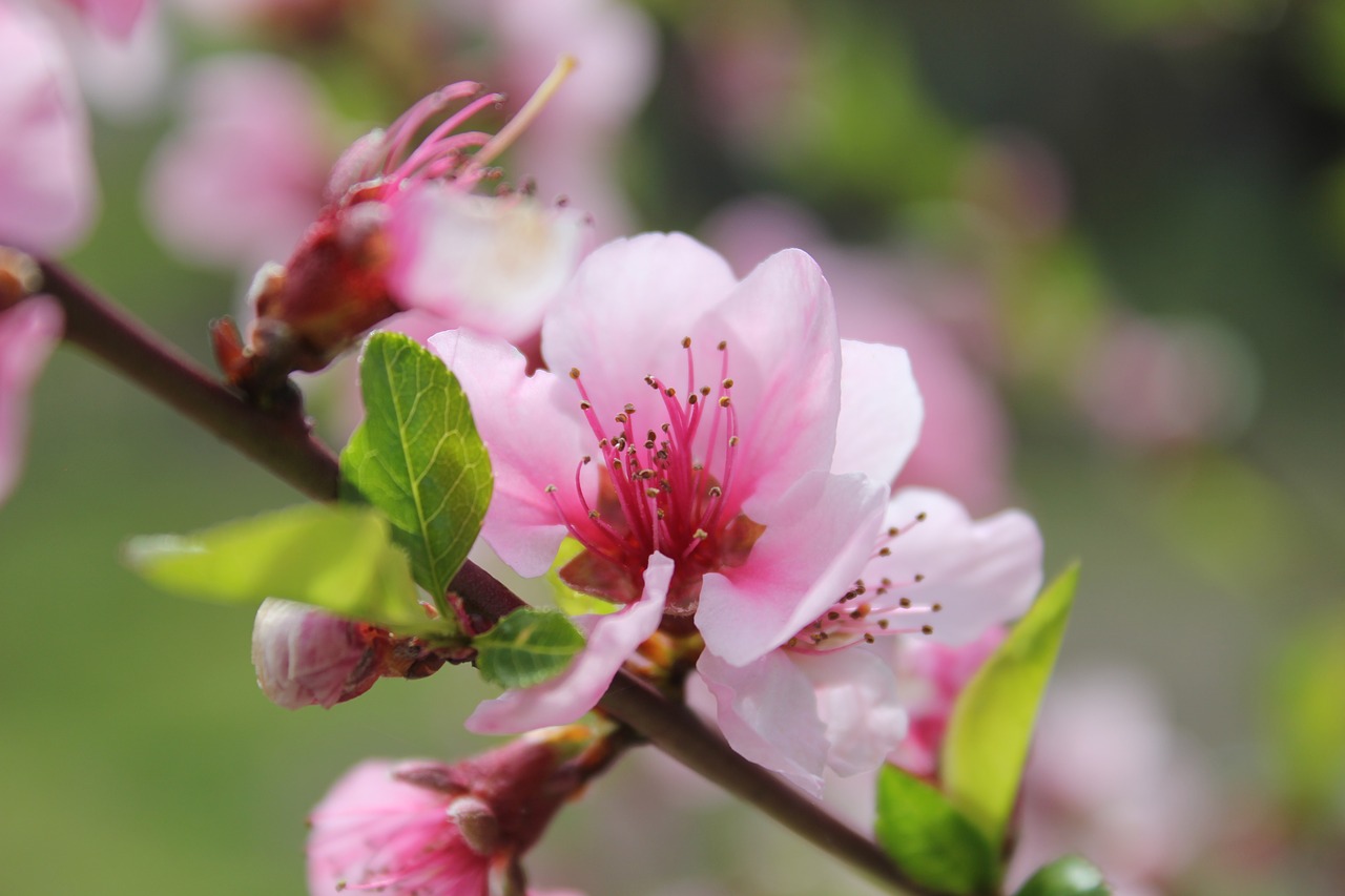 flower spring pink free photo