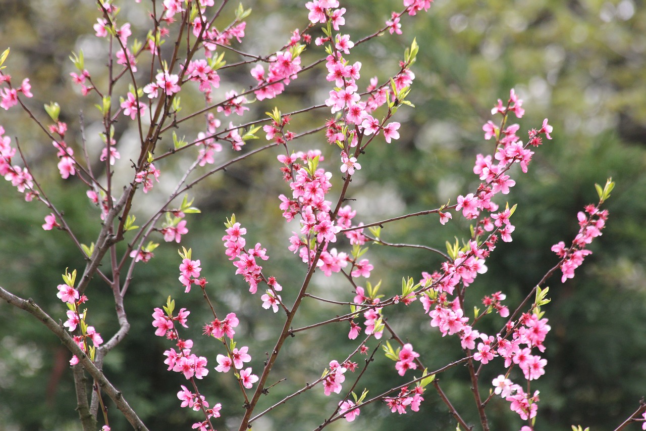 flower blooming nature free photo