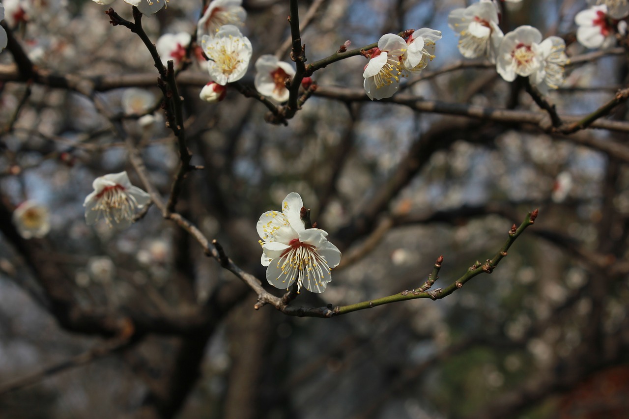 flower tree artistic conception free photo