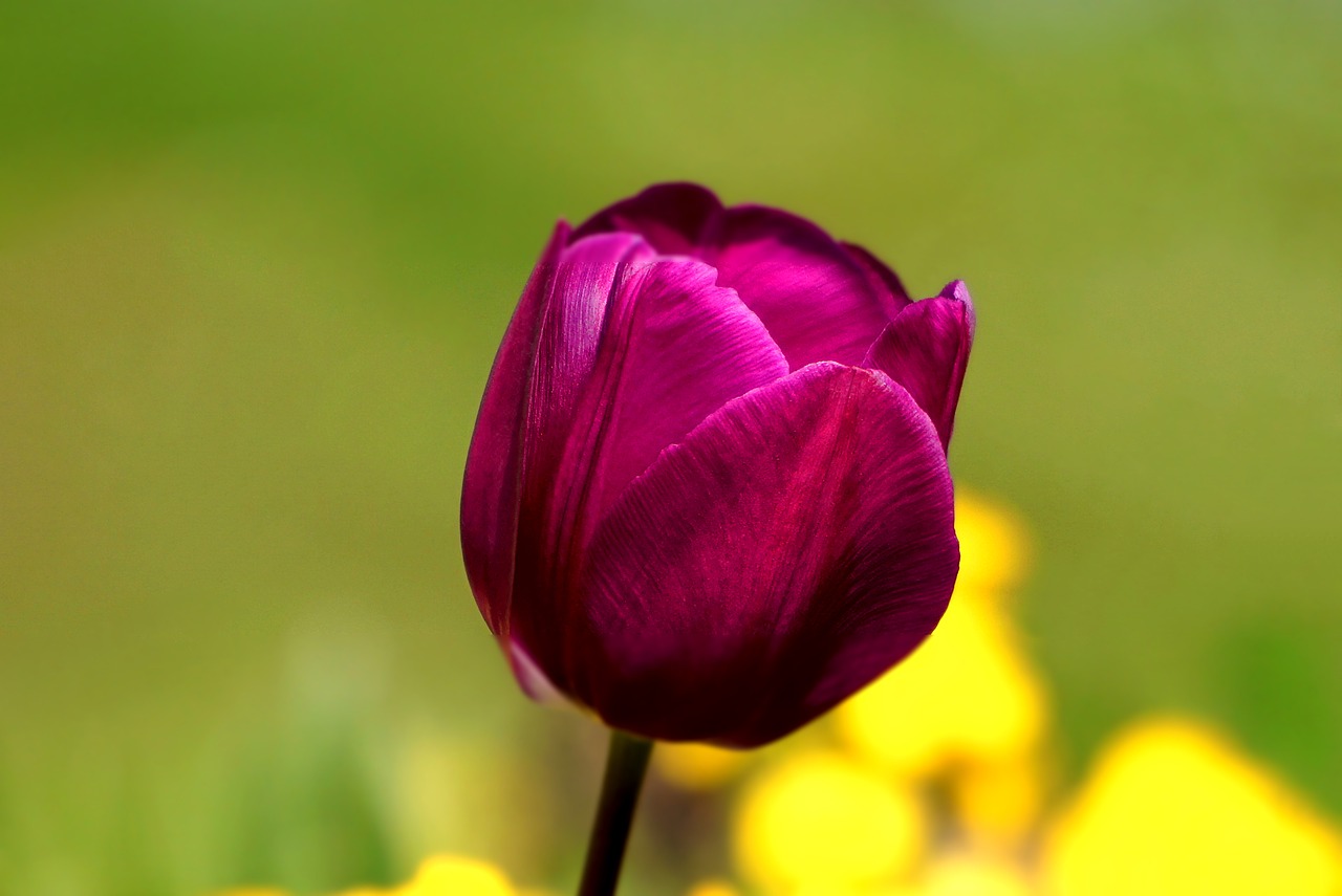 flower tulip spring free photo