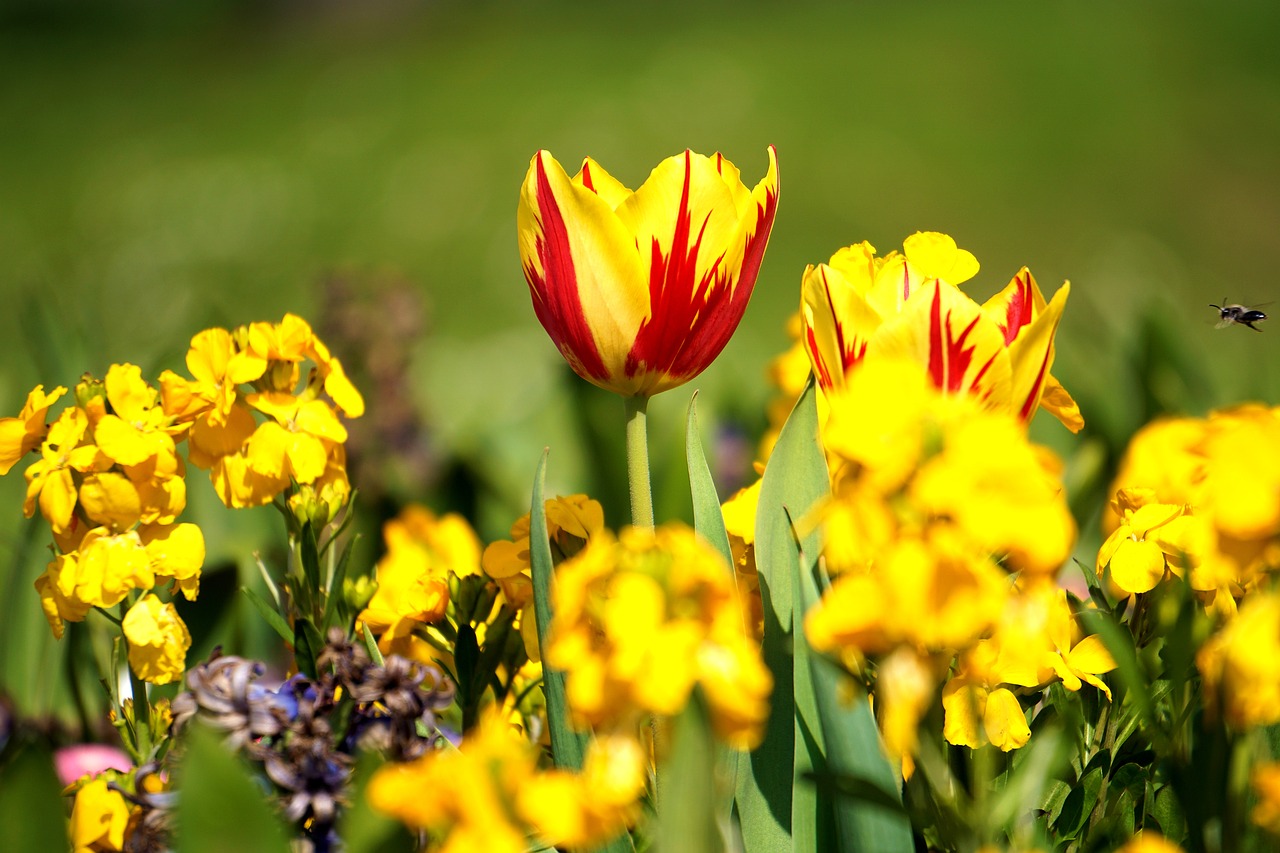 flower yellow yellow flowers free photo