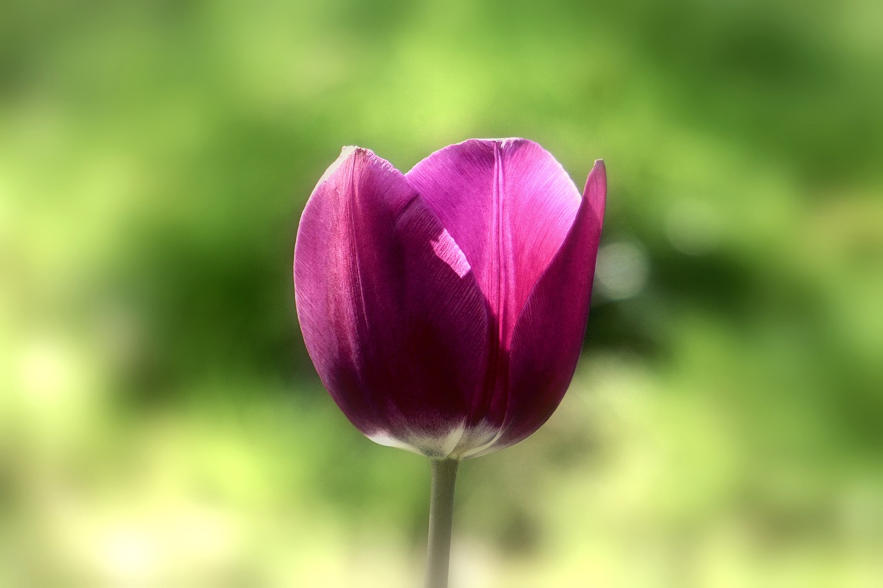 flower tulip spring free photo