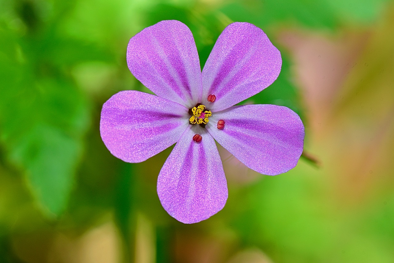 flower nature macro free photo