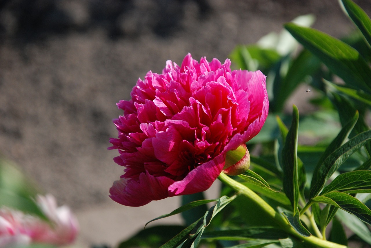 flower pink macro free photo