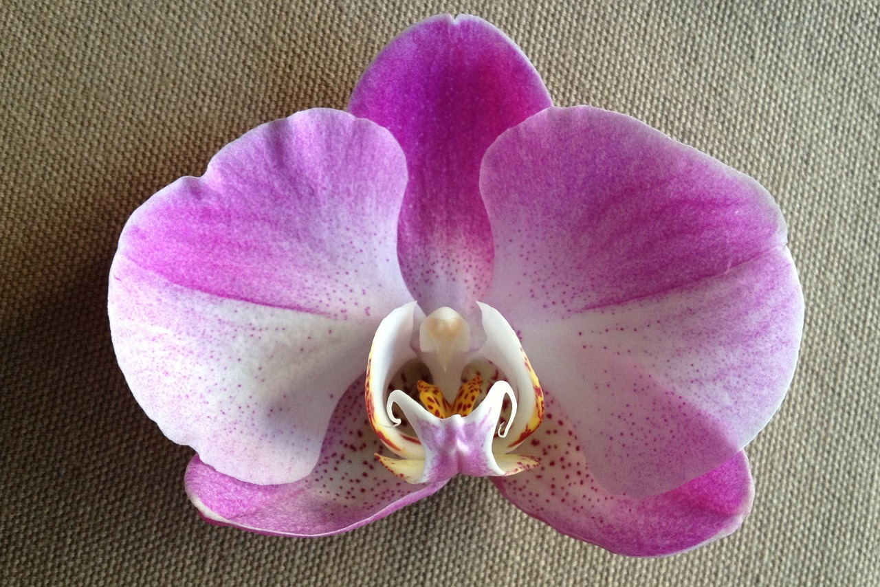 flower purple orchid free photo