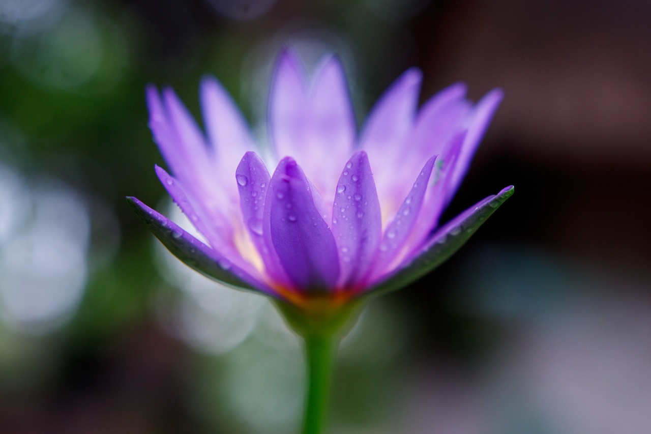 flower water lily purple free photo