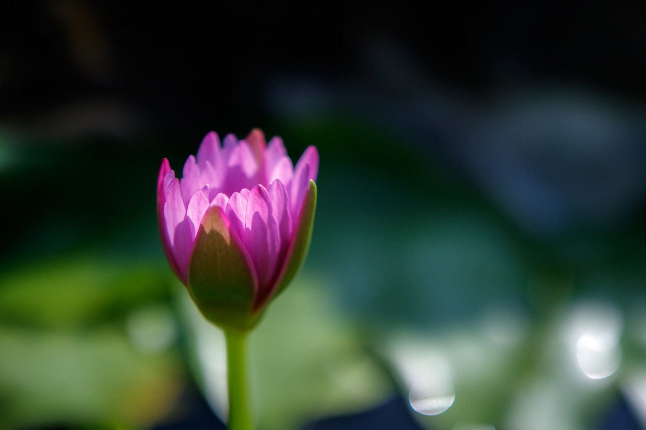 flower water lily pink free photo