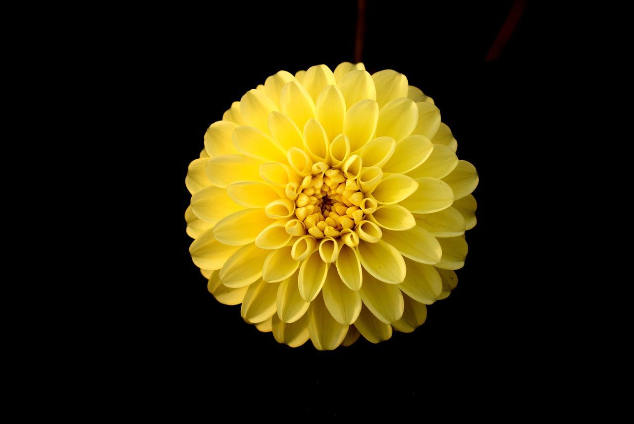 flower yellow dahlia free photo