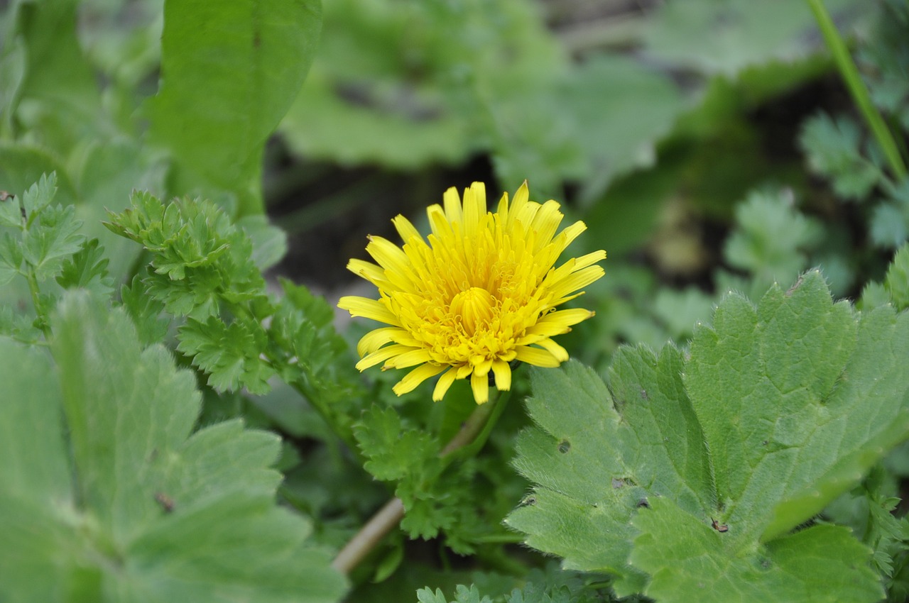 flower nature forest free photo