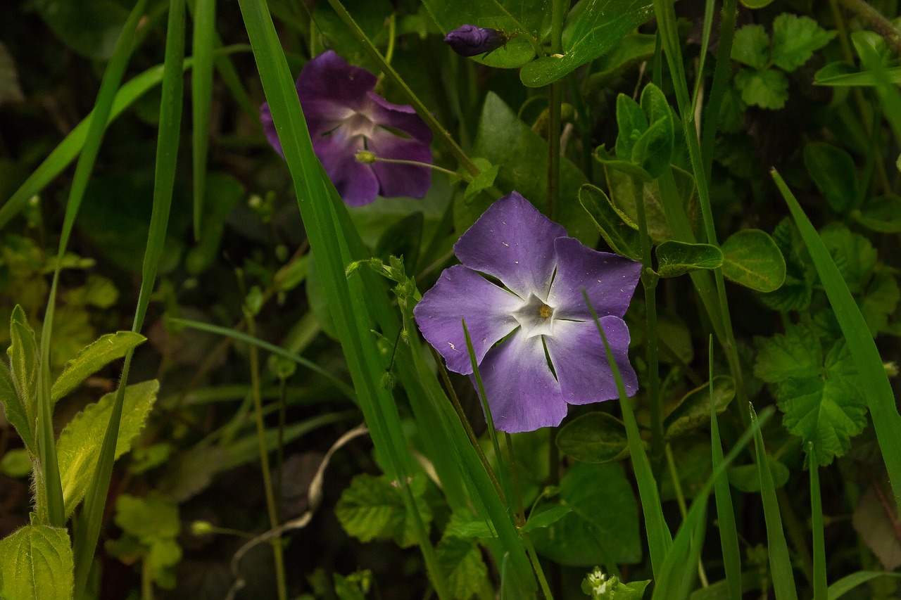 flower violet green free photo