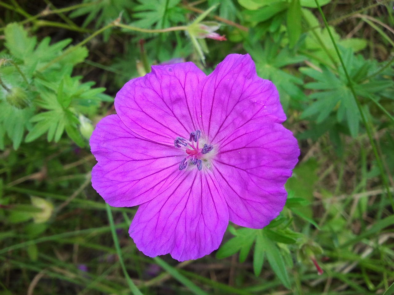flower purple blossom free photo
